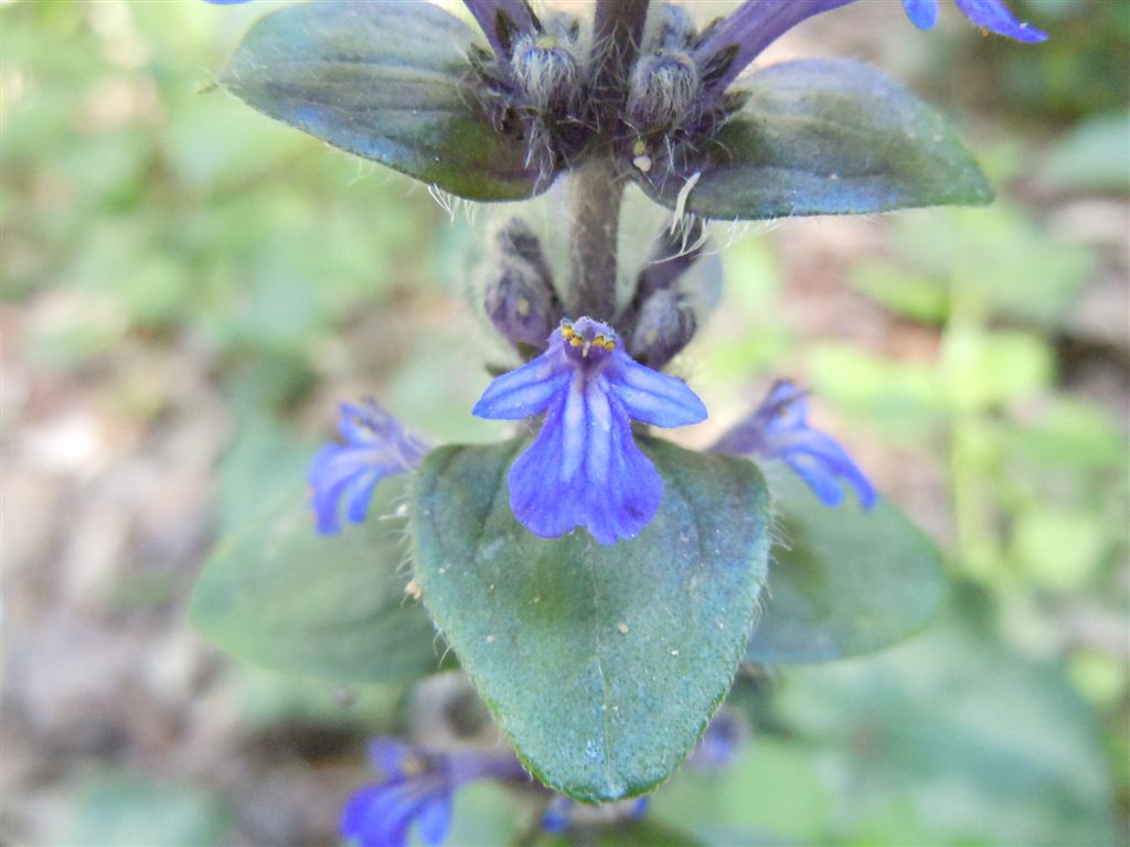 Ajuga reptans